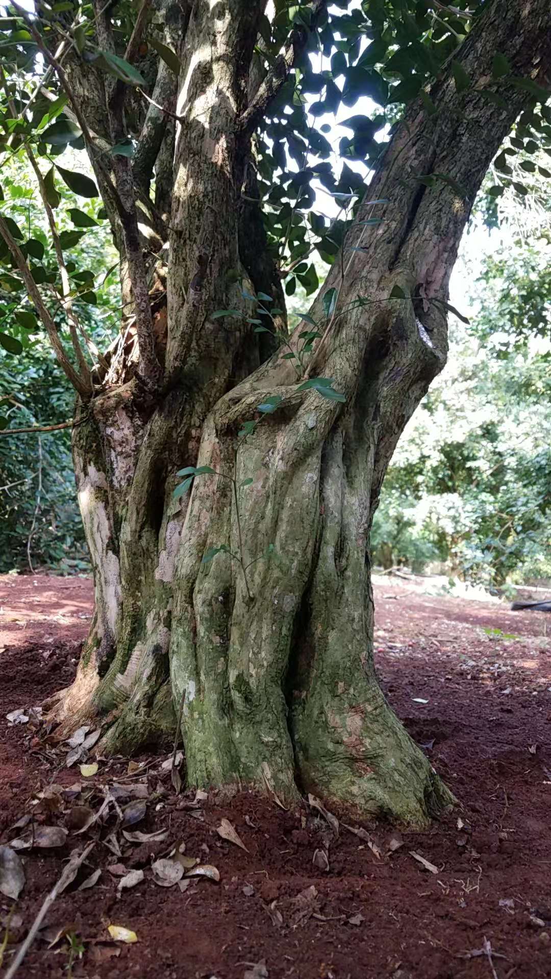 九里香老桩大型盆景养殖