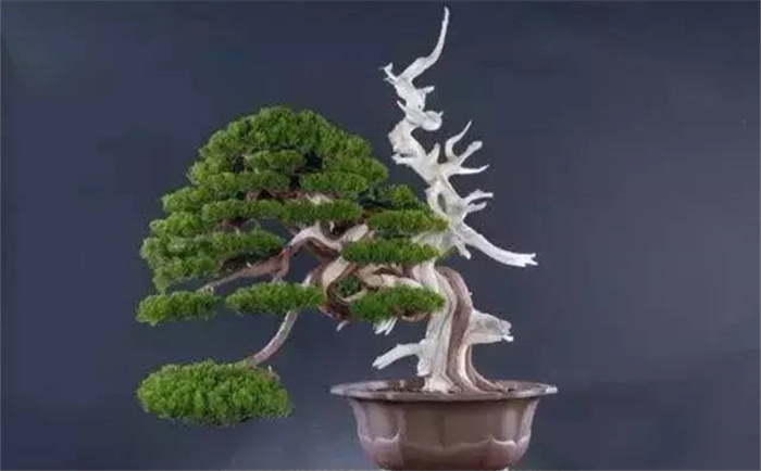 十种岭南盆景结顶枝法图解