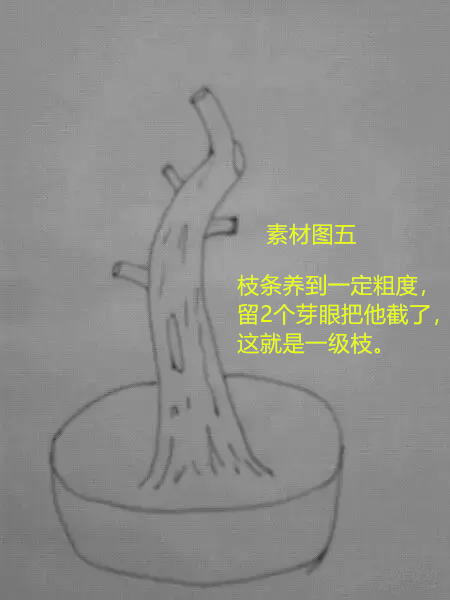 盆景一级二级三级枝图(盆景制作教程)