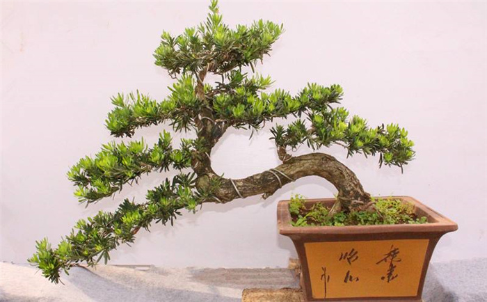 中国什么盆景排第一,十大盆景名贵树种排名榜